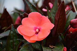 Painted Select Salmon New Guinea Impatiens (Impatiens hawkeri 'Paradise Select Salmon') at Lakeshore Garden Centres