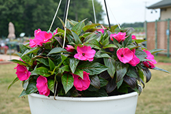 Painted Select Violet New Guinea Impatiens (Impatiens hawkeri 'Paradise Select Violet') at Lakeshore Garden Centres