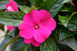 Painted Select Violet New Guinea Impatiens (Impatiens hawkeri 'Paradise Select Violet') at Lakeshore Garden Centres
