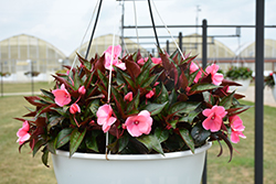 Pure Beauty Light Pink New Guinea Impatiens (Impatiens 'Pure Beauty Light Pink') at Lakeshore Garden Centres