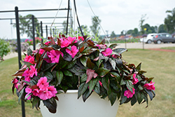 Pure Beauty Purple New Guinea Impatiens (Impatiens 'Pure Beauty Purple') at Lakeshore Garden Centres