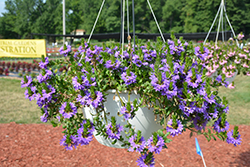 Bombay Dark Blue Fan Flower (Scaevola aemula 'Bombay Dark Blue') at Lakeshore Garden Centres
