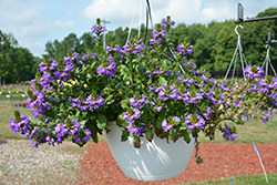 Scala Blue Fan Flower (Scaevola aemula 'Scala Blue') at Lakeshore Garden Centres