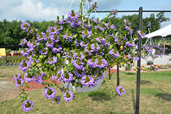 Outback Fan Dancer Fan Flower (Scaevola aemula 'Outback Fan Dancer') at Lakeshore Garden Centres