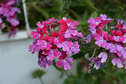 Lanai Twister Burgundy Verbena (Verbena 'Lanai Twister Burgundy') at Lakeshore Garden Centres