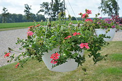 Lanai Synchro Red Star Verbena (Verbena 'Lanai Synchro Red Star') at Lakeshore Garden Centres