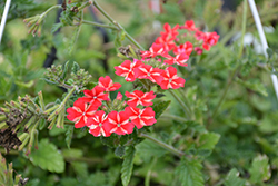 Lanai Synchro Red Star Verbena (Verbena 'Lanai Synchro Red Star') at Lakeshore Garden Centres