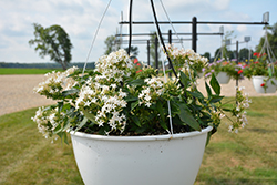 Starcluster Trail White Star Flower (Pentas lanceolata 'Starcluster Trail White') at Lakeshore Garden Centres