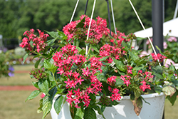Starcluster Trail Rose Star Flower (Pentas lanceolata 'Starcluster Trail Rose') at Lakeshore Garden Centres