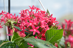 Starcluster Trail Rose Star Flower (Pentas lanceolata 'Starcluster Trail Rose') at Lakeshore Garden Centres