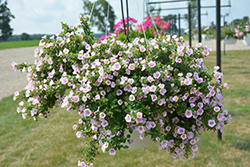 Calypso Jumbo Pink Eye Bacopa (Sutera cordata 'Calypso Jumbo Pink Eye') at Lakeshore Garden Centres