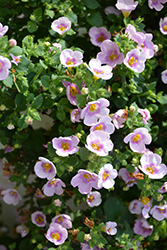 Calypso Jumbo Pink Eye Bacopa (Sutera cordata 'Calypso Jumbo Pink Eye') at Lakeshore Garden Centres