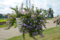 Calypso Jumbo Blue Bacopa (Sutera cordata 'Calypso Jumbo Blue') at Lakeshore Garden Centres