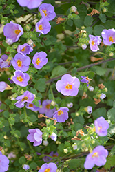 Calypso Jumbo Blue Bacopa (Sutera cordata 'Calypso Jumbo Blue') at Lakeshore Garden Centres
