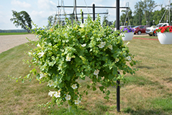 Lofos Compact White Creeping Gloxinia (Lophospermum 'Lofos Compact White') at Lakeshore Garden Centres