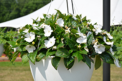 Pure Beauty White New Guinea Impatiens (Impatiens 'Pure Beauty White') at Lakeshore Garden Centres