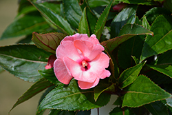 Pure Beauty Salmon Pink New Guinea Impatiens (Impatiens 'Pure Beauty Salmon Pink') at Lakeshore Garden Centres