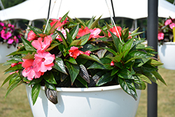 Pure Beauty Deep Pink New Guinea Impatiens (Impatiens 'Pure Beauty Deep Pink') at Lakeshore Garden Centres