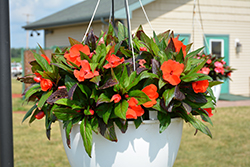 Pure Beauty Bright Orange New Guinea Impatiens (Impatiens 'Pure Beauty Bright Orange') at Lakeshore Garden Centres