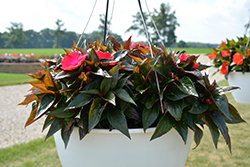 Painted Select Rose Flair New Guinea Impatiens (Impatiens hawkeri 'Paradise Select Rose Flair') at Lakeshore Garden Centres