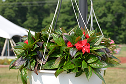 Painted Select New Red New Guinea Impatiens (Impatiens hawkeri 'Paradise Select New Red') at Lakeshore Garden Centres