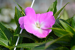 Painted Select Light Lavender New Guinea Impatiens (Impatiens hawkeri 'Paradise Select Light Lavender') at Lakeshore Garden Centres