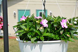 Painted Select Light Lavender New Guinea Impatiens (Impatiens hawkeri 'Paradise Select Light Lavender') at Lakeshore Garden Centres