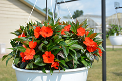 Painted Select Electric Orange New Guinea Impatiens (Impatiens hawkeri 'Paradise Select Electric Orange') at Lakeshore Garden Centres