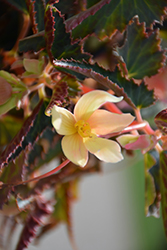 Bossa Nova Yellow Begonia (Begonia boliviensis 'Bossa Nova Yellow') at Lakeshore Garden Centres