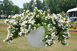 Betty White Bacopa (Sutera cordata 'Betty White') at Lakeshore Garden Centres