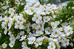 Betty White Bacopa (Sutera cordata 'Betty White') at Lakeshore Garden Centres