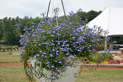 Techno Upright Blue Lobelia (Lobelia erinus 'Techno Upright Blue') at Lakeshore Garden Centres