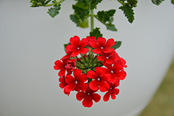 Lanai Synchro Early Dark Red Verbena (Verbena 'Lanai Synchro Early Dark Red') at Lakeshore Garden Centres