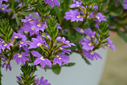 Blue Haze Fan Flower (Scaevola aemula 'Blue Haze') at Lakeshore Garden Centres