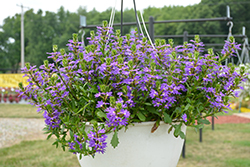 Purple Haze Fan Flower (Scaevola aemula 'Purple Haze') at Lakeshore Garden Centres