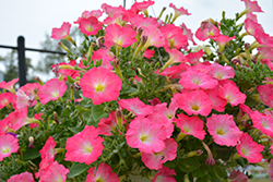 Easy Wave Rosy Dawn Petunia (Petunia 'Easy Wave Rosy Dawn') at Lakeshore Garden Centres