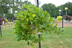 South of the Border Guacamole Sweet Potato Vine (Ipomoea batatas 'South of the Border Guacamole') at Lakeshore Garden Centres