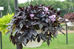 Sweet Caroline Raven Sweet Potato Vine (Ipomoea batatas 'Sweet Caroline Raven') at Lakeshore Garden Centres