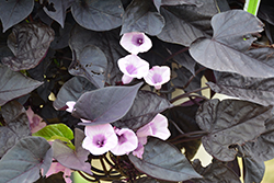 Sweet Caroline Sweetheart Jet Black Sweet Potato Vine (Ipomoea batatas 'NCORNSP-021SHJB') at Lakeshore Garden Centres