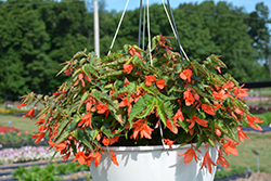 Bossa Nova Salmon Shades Begonia (Begonia boliviensis 'Bossa Nova Salmon Shades') at Lakeshore Garden Centres