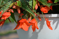 Bossa Nova Salmon Shades Begonia (Begonia boliviensis 'Bossa Nova Salmon Shades') at Lakeshore Garden Centres