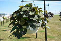 South of the Border Chipotle Sweet Potato Vine (Ipomoea batatas 'South of the Border Chipotle') at Lakeshore Garden Centres