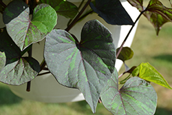 South of the Border Chipotle Sweet Potato Vine (Ipomoea batatas 'South of the Border Chipotle') at Lakeshore Garden Centres