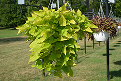 Sidekick Lime Sweet Potato Vine (Ipomoea batatas 'Sidekick Lime') at Lakeshore Garden Centres