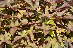 Sidekick Bronze Sweet Potato Vine (Ipomoea batatas 'Sidekick Bronze') at Lakeshore Garden Centres