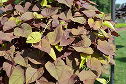 Sweet Caroline Sweetheart Red Sweet Potato Vine (Ipomoea batatas 'Sweet Caroline Sweetheart Red') at Lakeshore Garden Centres