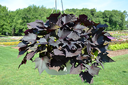 Sweet Caroline Bewitched After Midnight Sweet Potato Vine (Ipomoea batatas 'NCORNSP-020BWAM') at Lakeshore Garden Centres