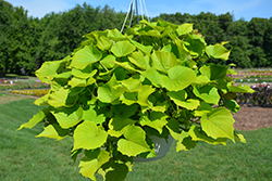 Sweet Caroline Bewitched Green With Envy Sweet Potato Vine (Ipomoea batatas 'NCORNSP-020BWGWE') at Lakeshore Garden Centres