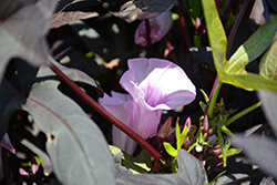 Sidekick Black Sweet Potato Vine (Ipomoea batatas 'Sidekick Black') at Lakeshore Garden Centres