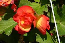 AmeriHybrid Picotee Sunburst Begonia (Begonia 'AmeriHybrid Picotee Sunburst') at Lakeshore Garden Centres